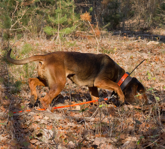 TAN-ISHV de Bracieux (41)<