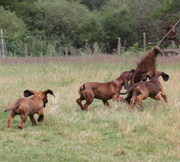 Stage de Formation du CFCRHB à Chambord (41)<