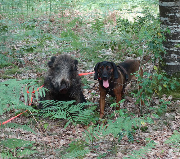 TAN-ISHV de Rosny sur Seine (78)<